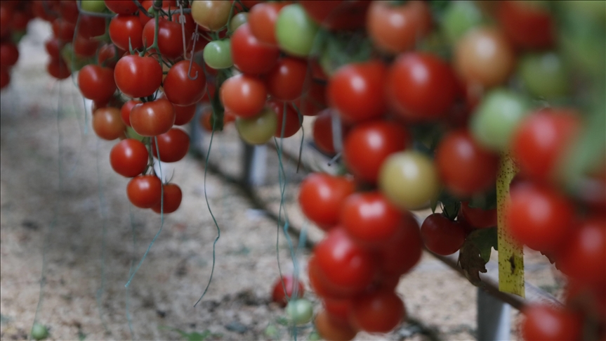 تركيا.. صادرات الطماطم ترتفع 3 بالمئة خلال 2020