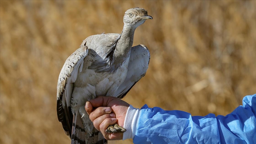 العثور على طائر بري نادر شرقي تركيا