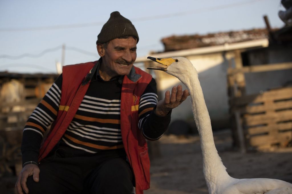 قصة عجيبة بين رجل وبجعة منذ 37 عامًا في تركيا!