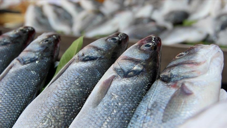تركيا.. صادرات الأسماك تسجل رقما قياسيا في يناير