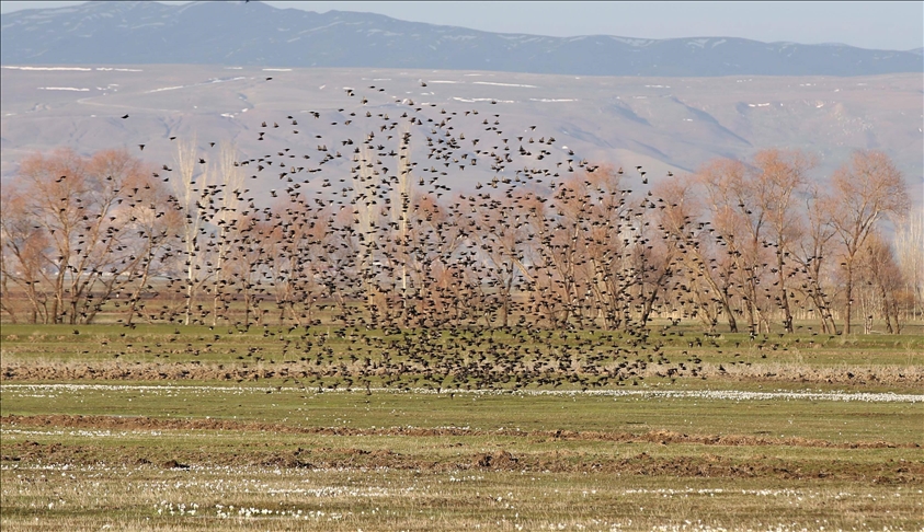 "سهل موش" بتركيا.. ممر للطيور المهاجرة بين إفريقيا وسيبيريا