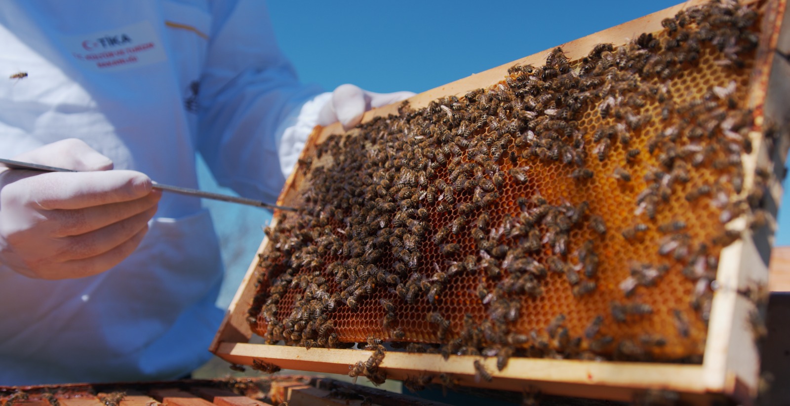 "تيكا" تدعم تربية النحل في البوسنة والهرسك