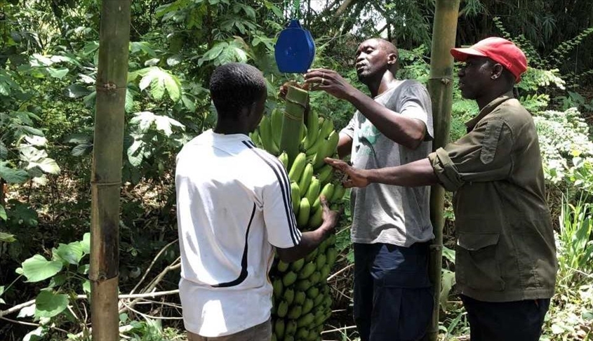 "تيكا" التركية تدعم إنتاج 225 طنًا من الموز في غينيا