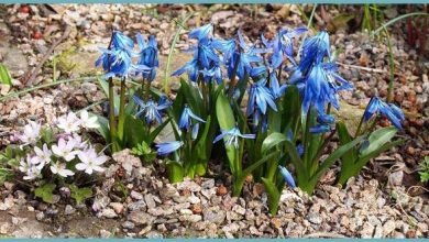 أزهار "قطرة الثلج الزرقاء" تزين سهول قارص التركية