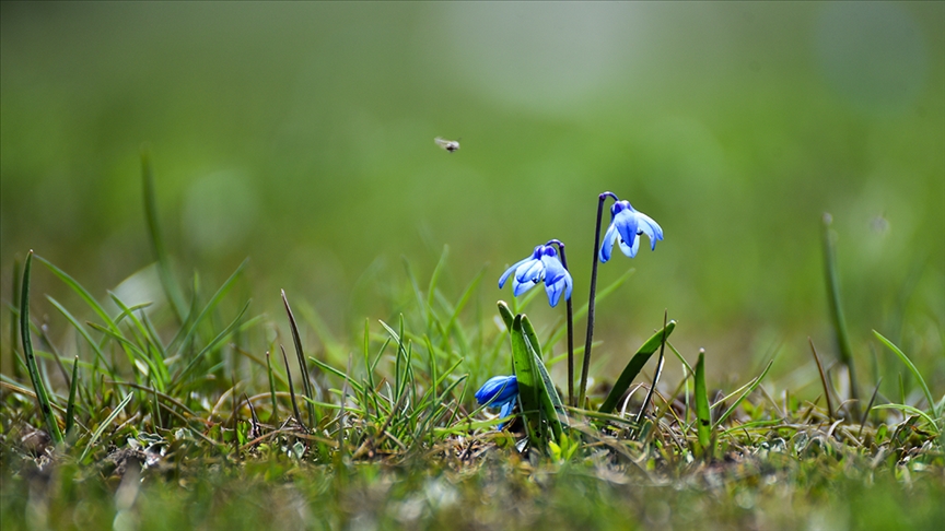 أزهار "قطرة الثلج الزرقاء" تزين سهول قارص التركية